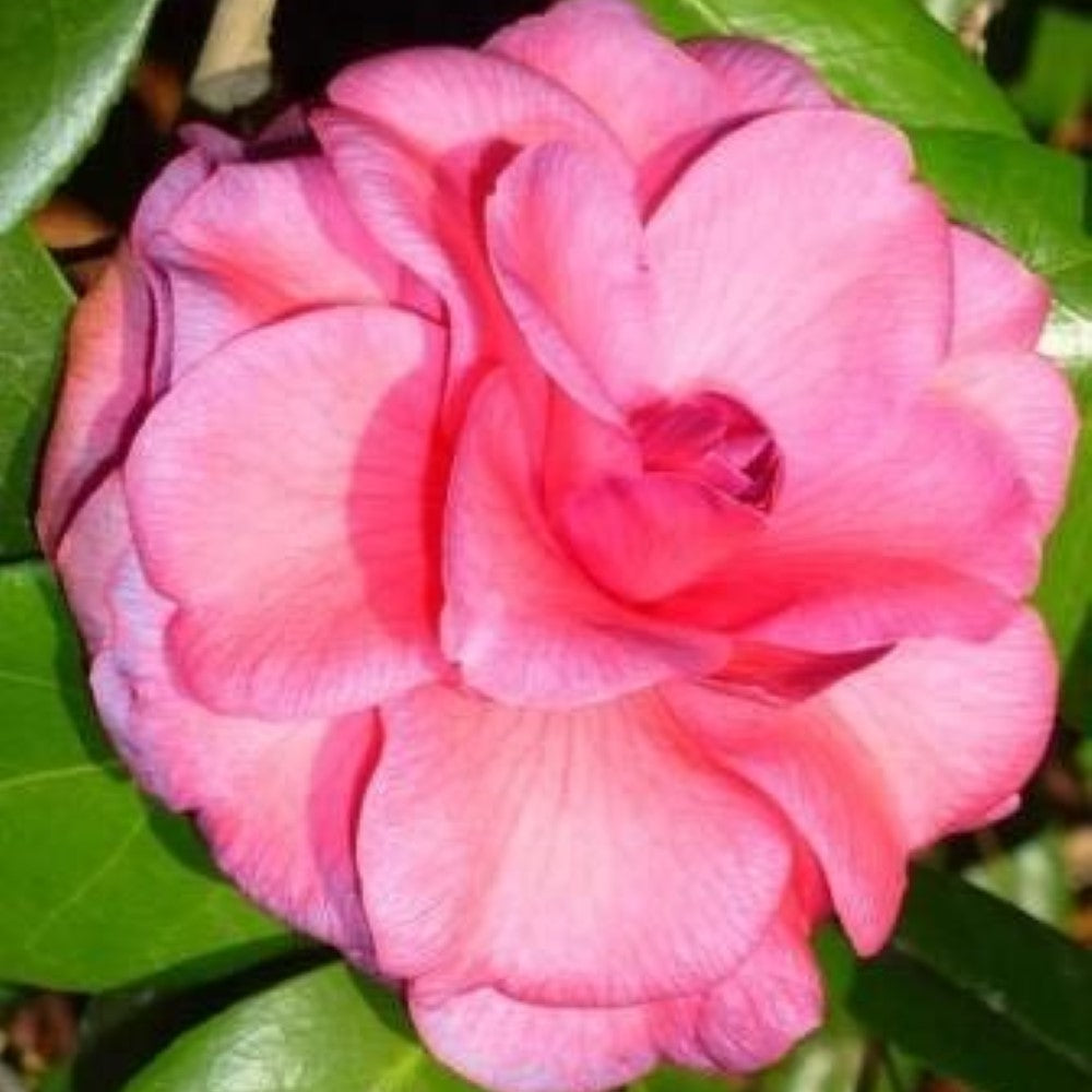 Purple Dawn Camellia