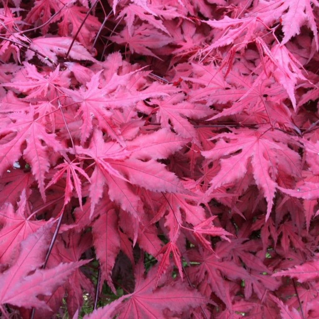 Purple Ghost Japanese Maple