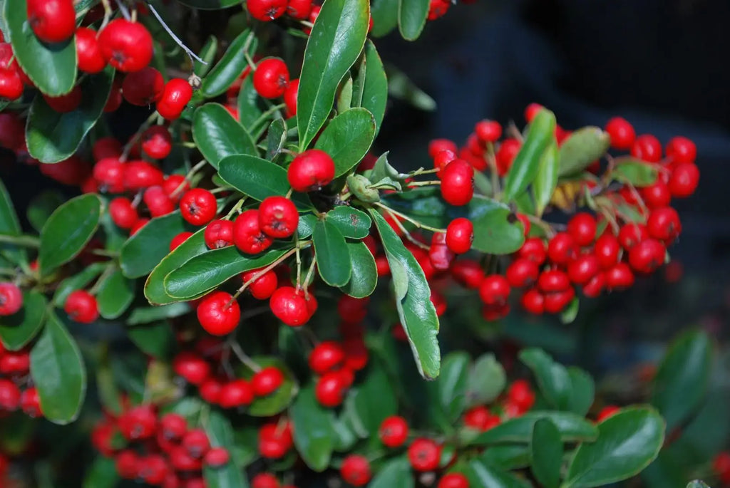 Pyracantha Government Red