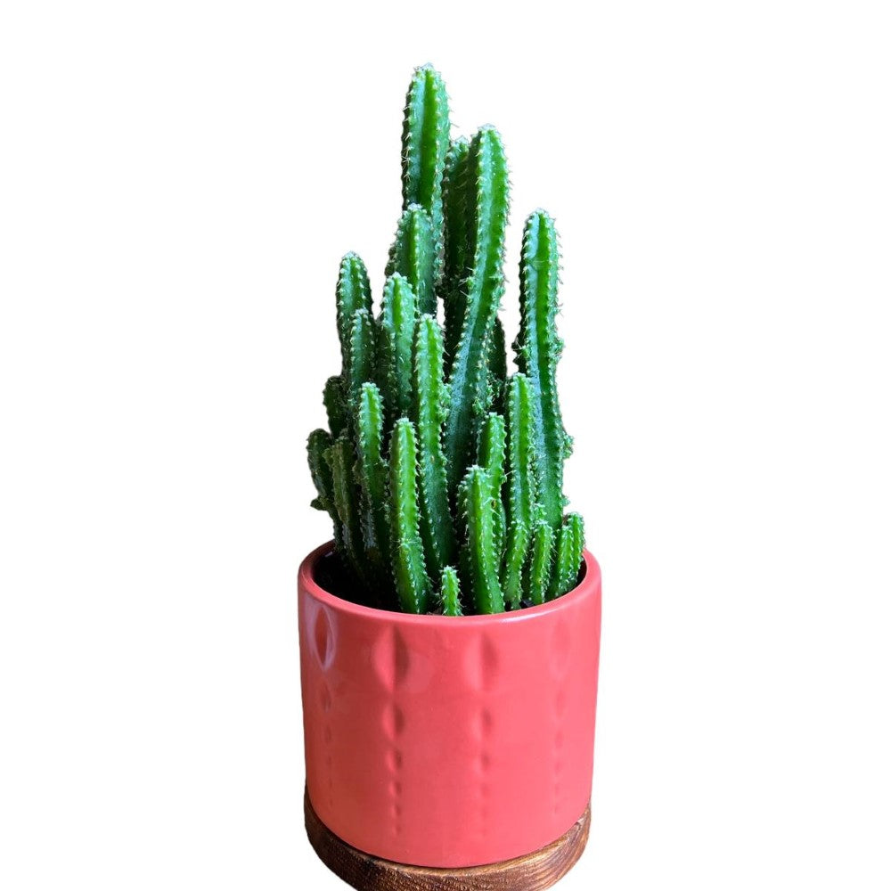 Gorgeous Live Fairy Cactus in Pot of your Choice