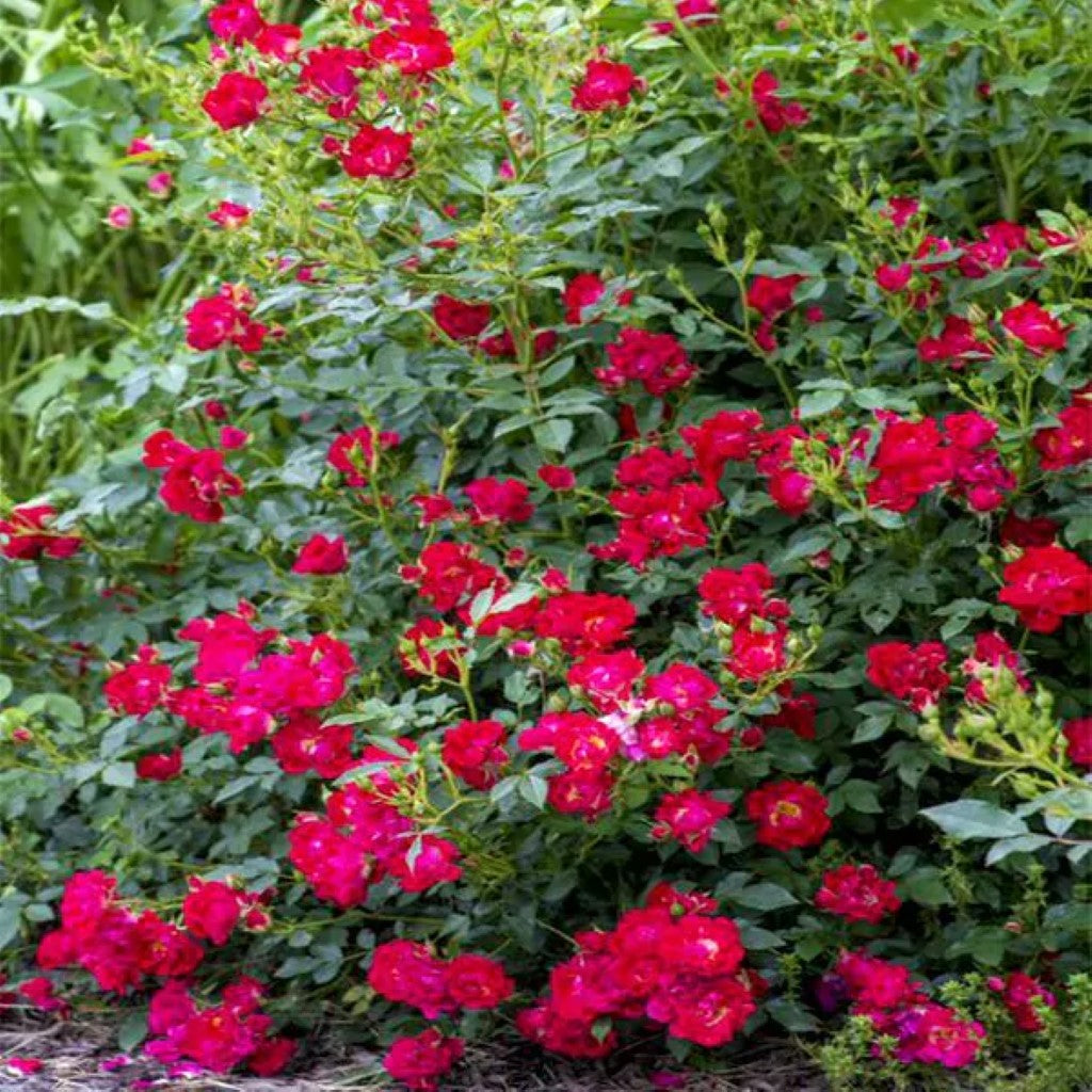 Red Drift Rose