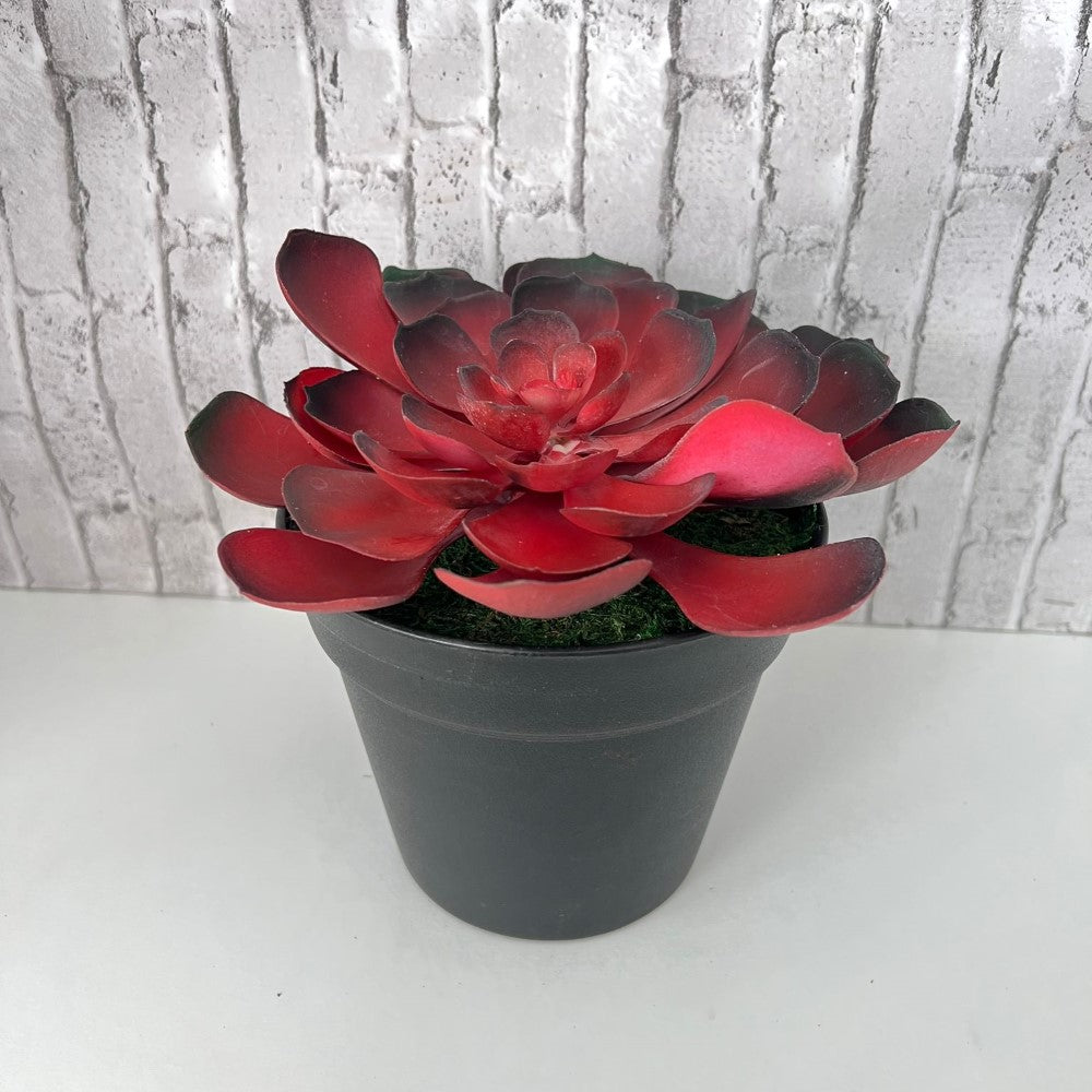 Gorgeous Echeveria in Color of Your Choice - Artificial