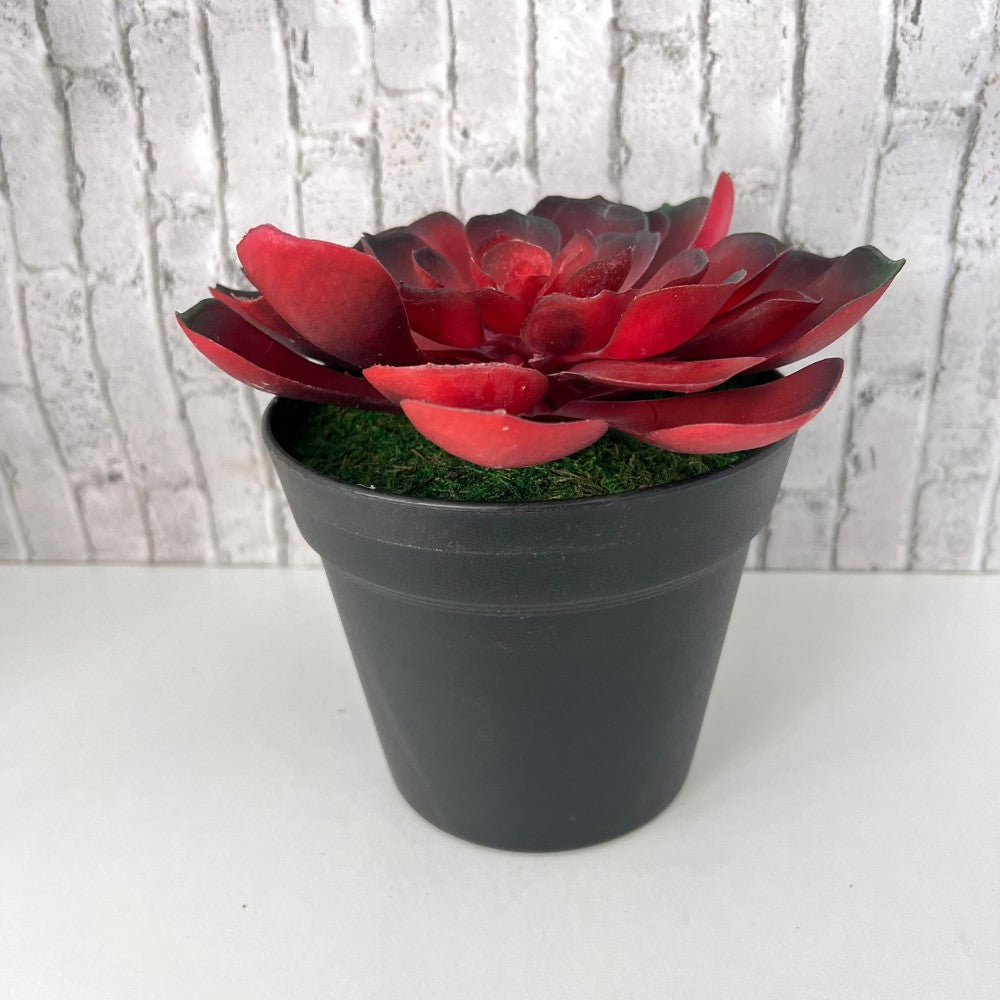 Gorgeous Echeveria in Color of Your Choice - Artificial