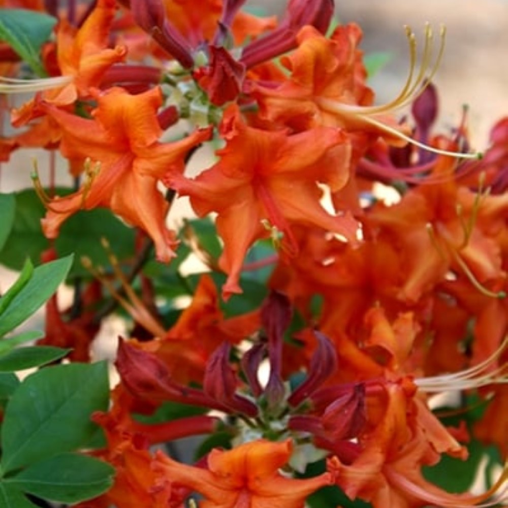 Red Pepper Native Azalea