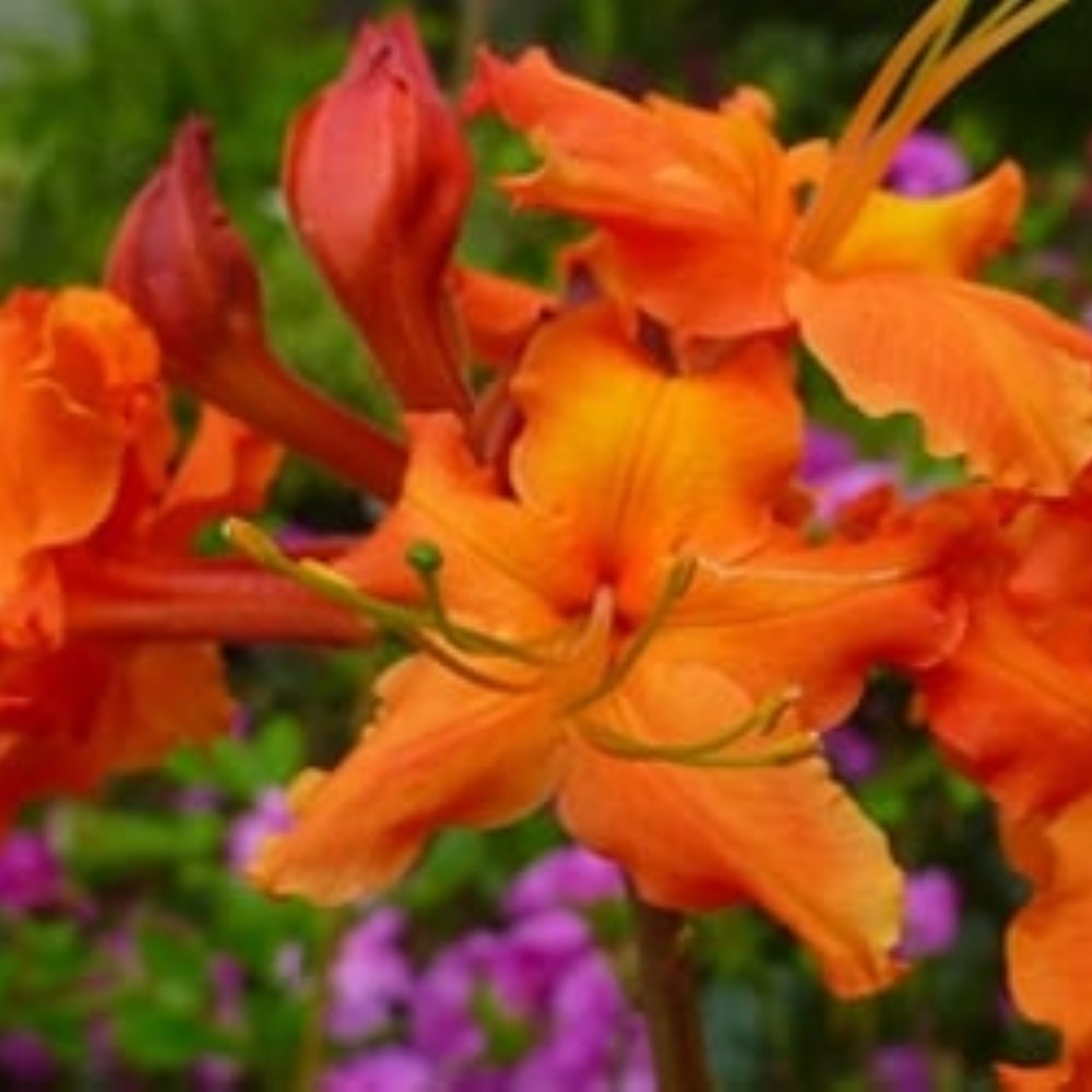 Red Pepper Native Azalea