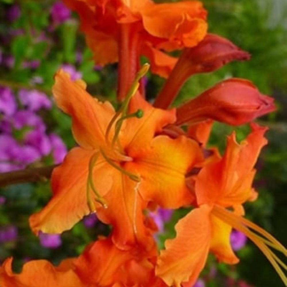 Red Pepper Native Azalea