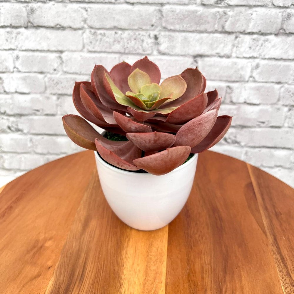 Stunning Artificial Crassulla Red Succulent