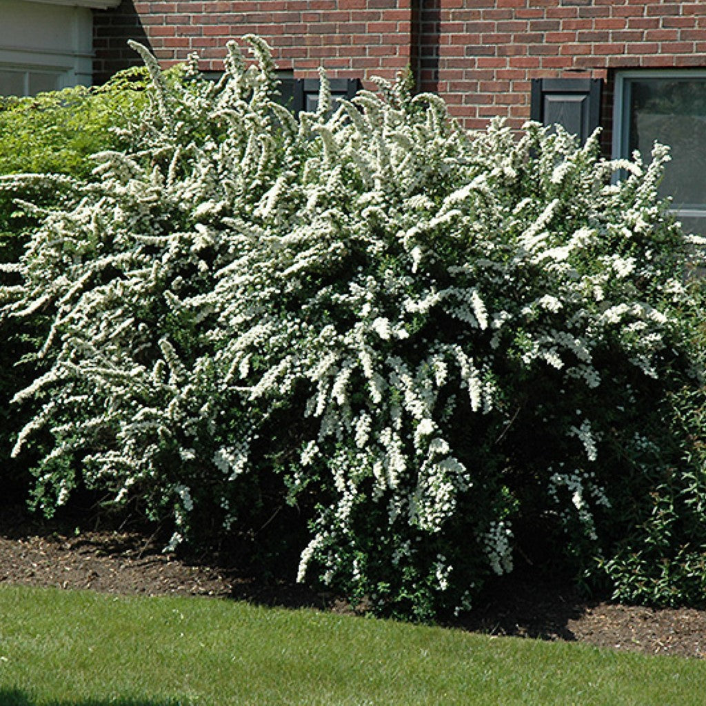 Renaissance Spirea