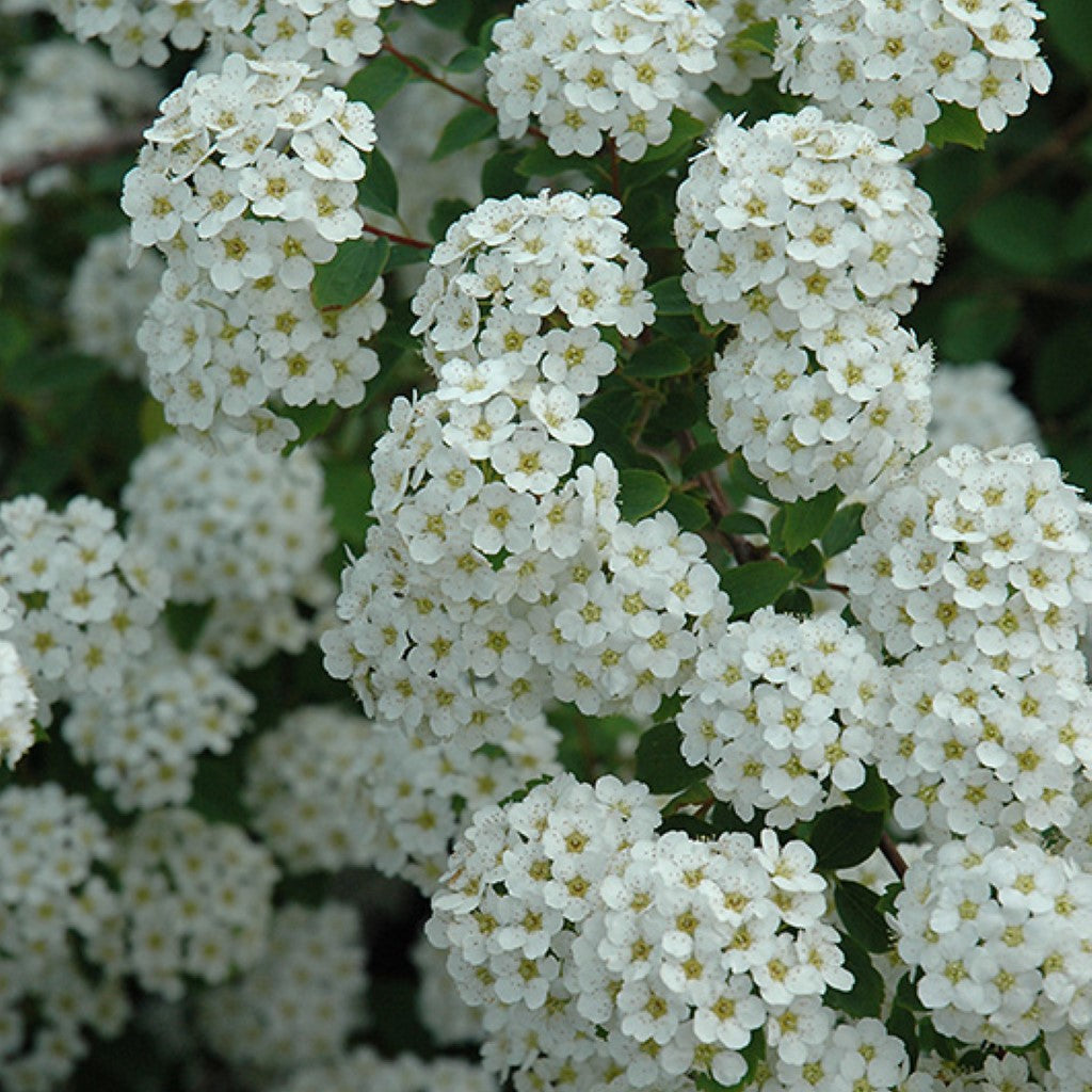 Renaissance Spirea