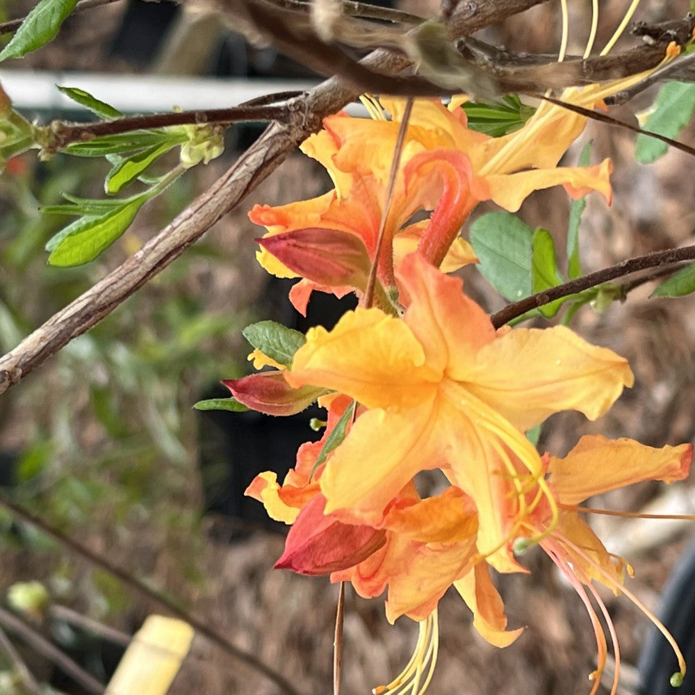 Rhododendron ' Talullah Sunrise'