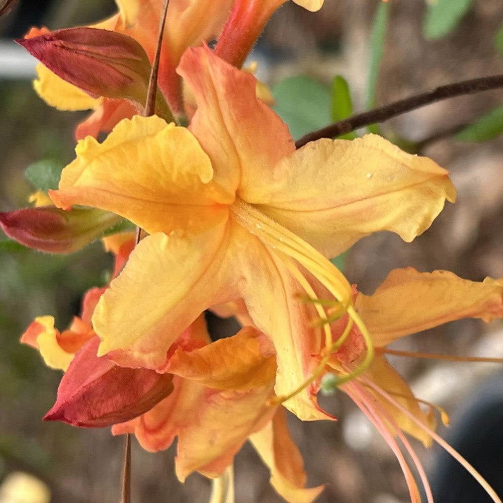 Rhododendron ' Talullah Sunrise'