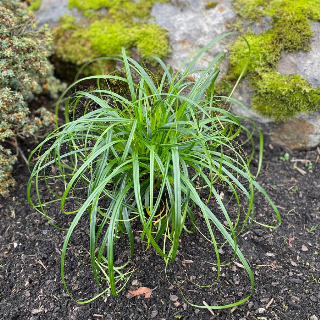 Carex Ribbon Falls