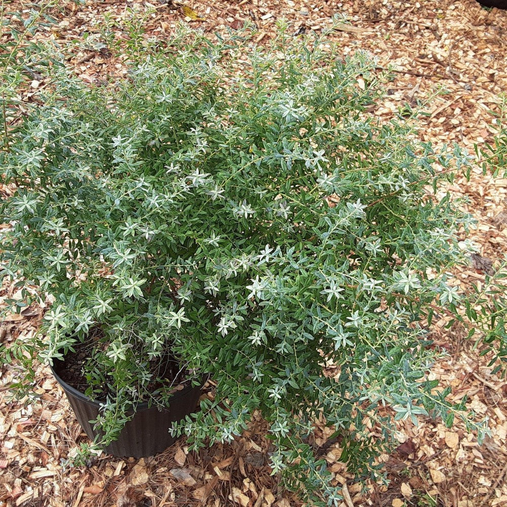 Rosa's Blush Evergreen Blueberry