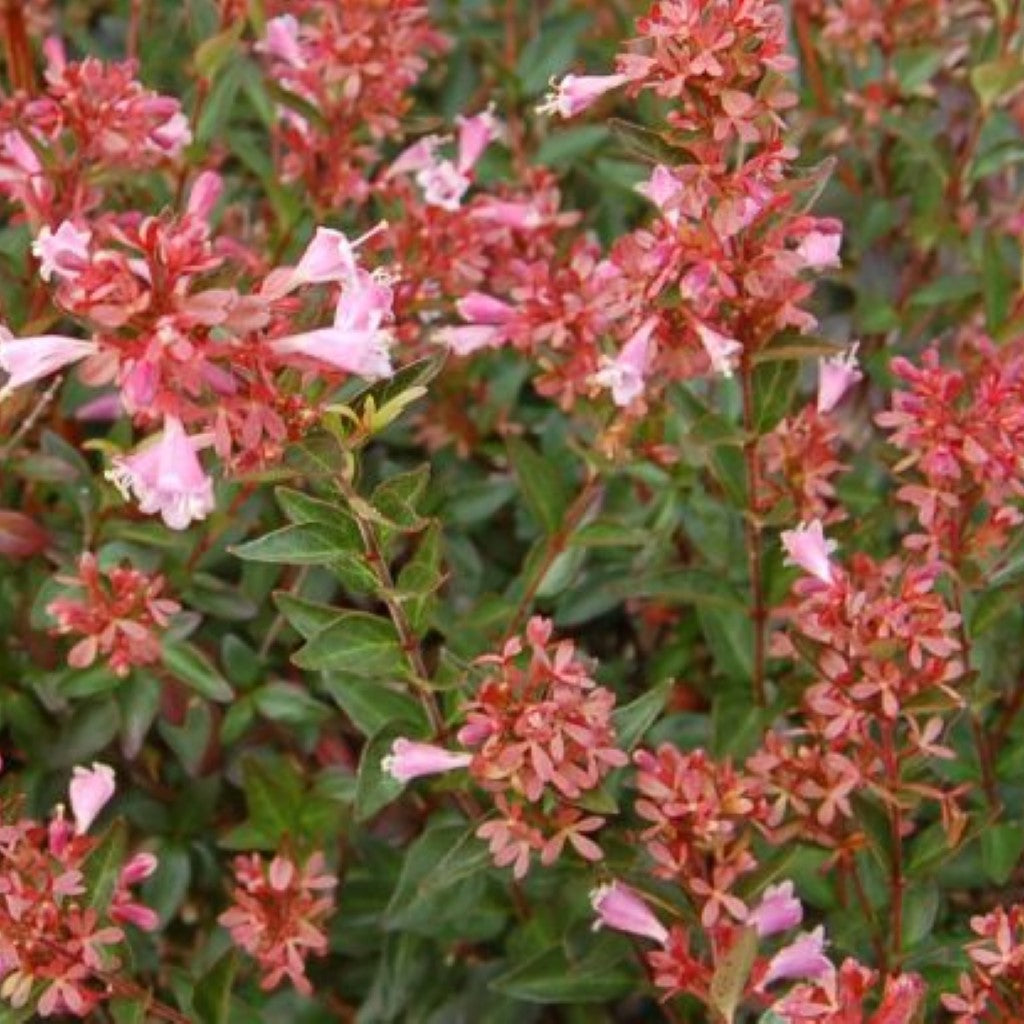 Abelia Rosy Charm