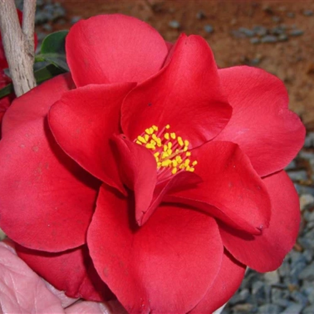 Royal Velvet Camellia