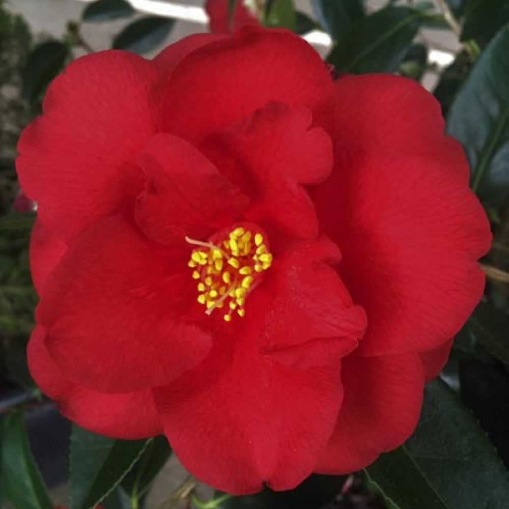 Royal Velvet Camellia