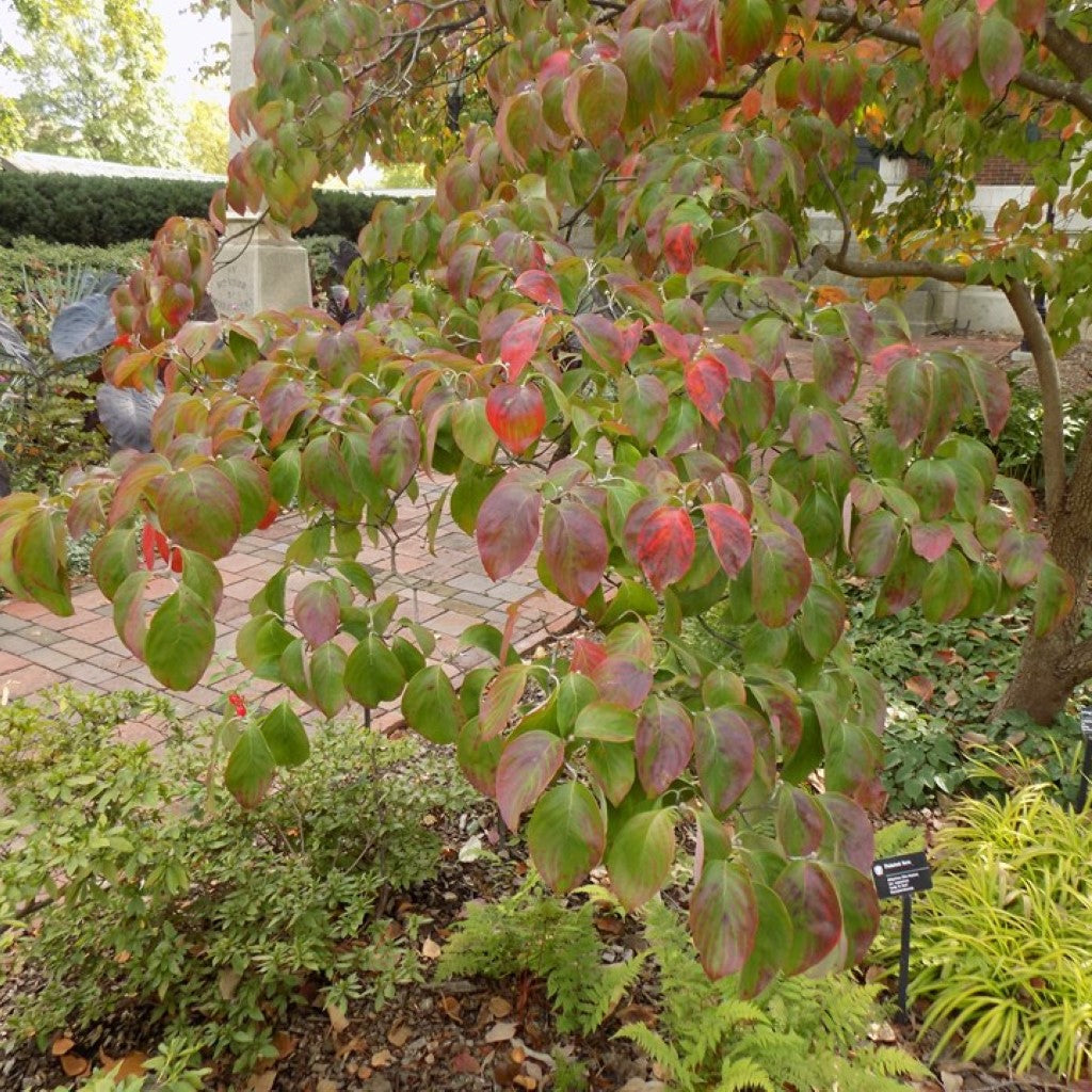 Rubra Pink Flowering Dogwood Tree