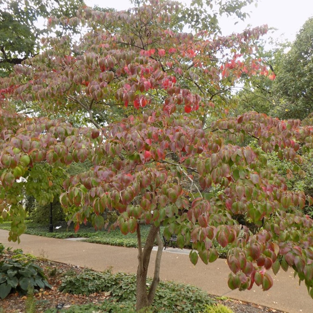 Rubra Pink Flowering Dogwood Tree