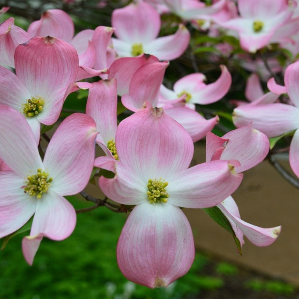 Rubra Pink Flowering Dogwood Tree