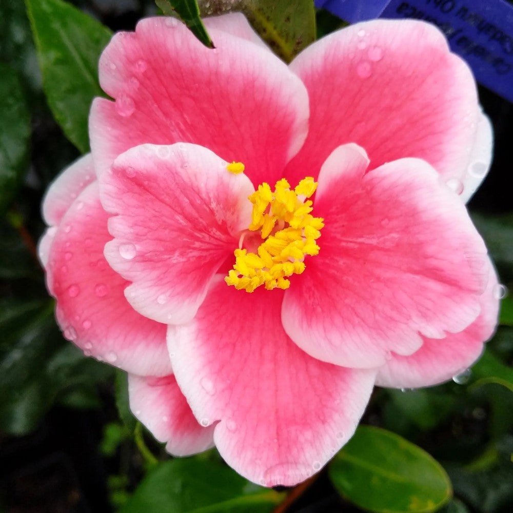 Camellia Sadaharu Oh