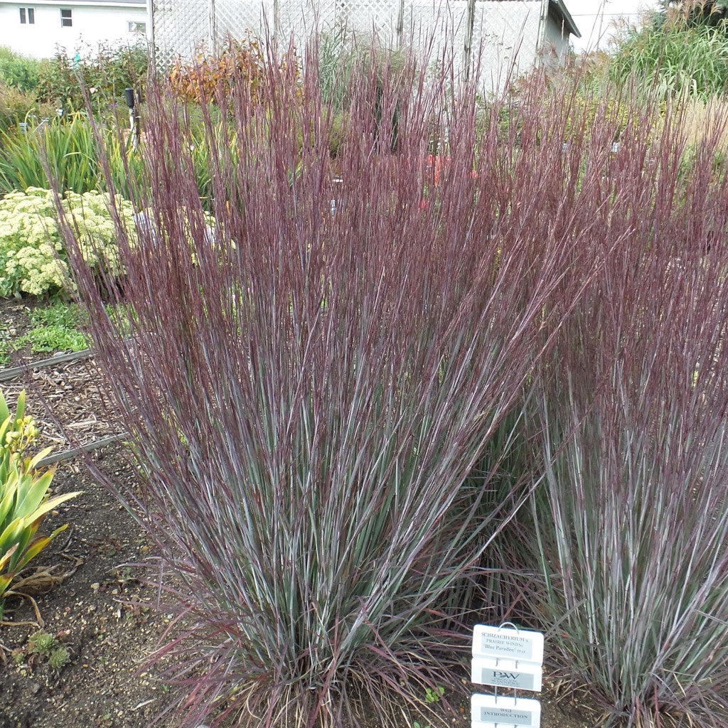 Grass: Schizachyrium Scoparium 'Blue Paradise' Little Bluestem Proven Winners