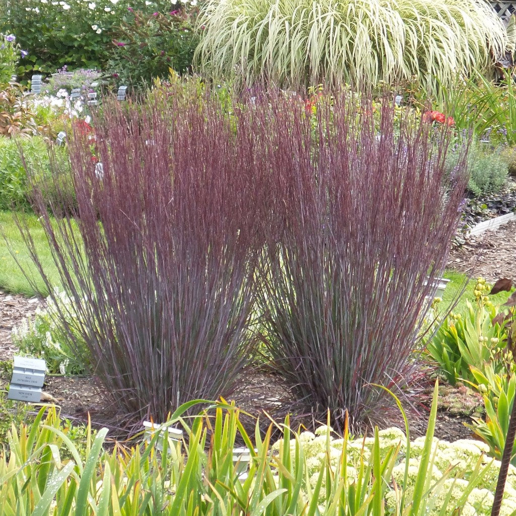 Grass: Schizachyrium Scoparium 'Blue Paradise' Little Bluestem Proven Winners