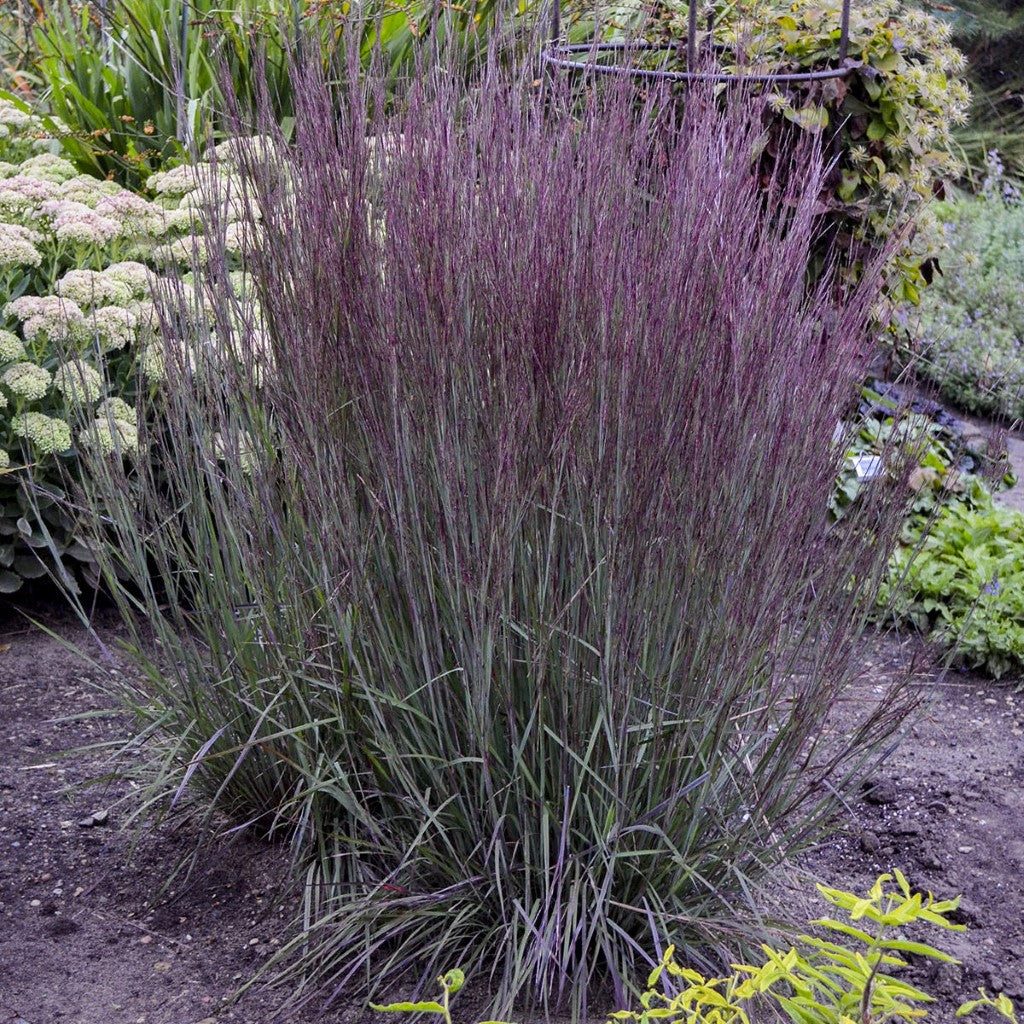 Grass: Schizachyrium Scoparium 'Blue Paradise' Little Bluestem Proven Winners