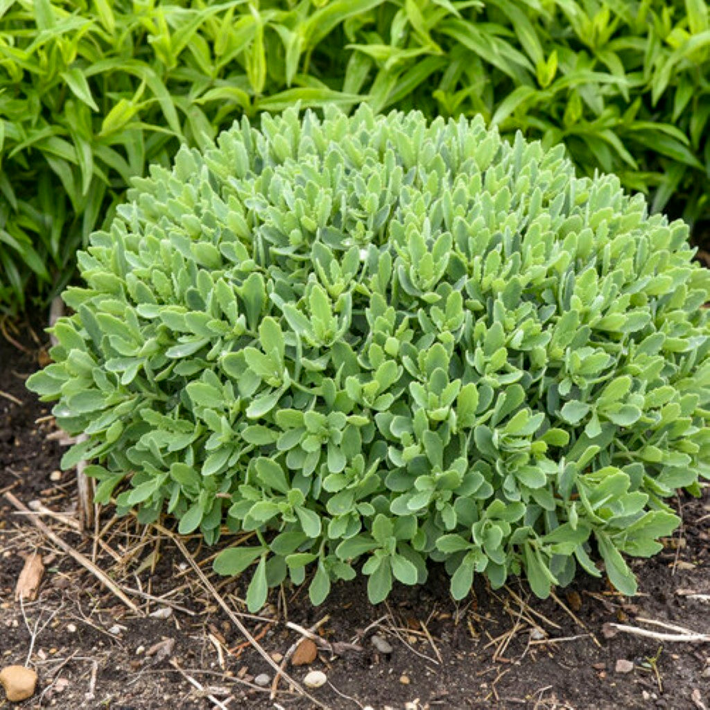 Sedum 'Pure Joy'