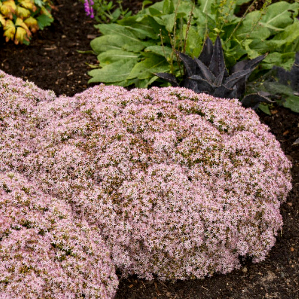 Sedum 'Pure Joy'