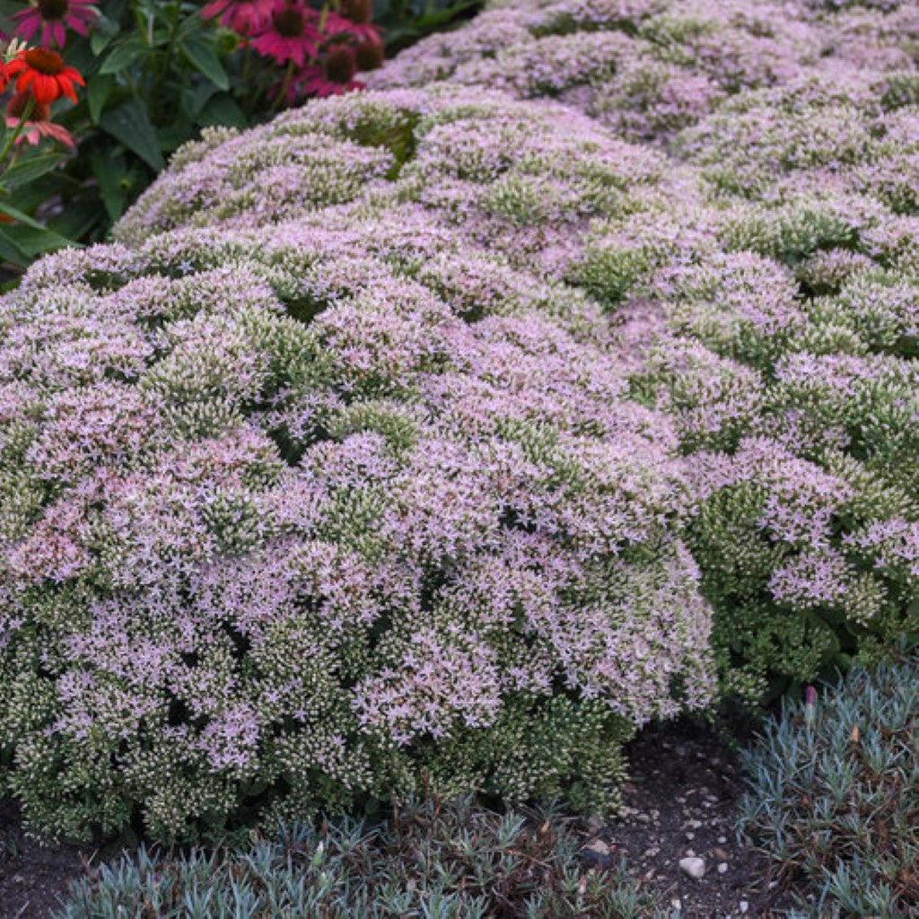 Sedum 'Pure Joy'