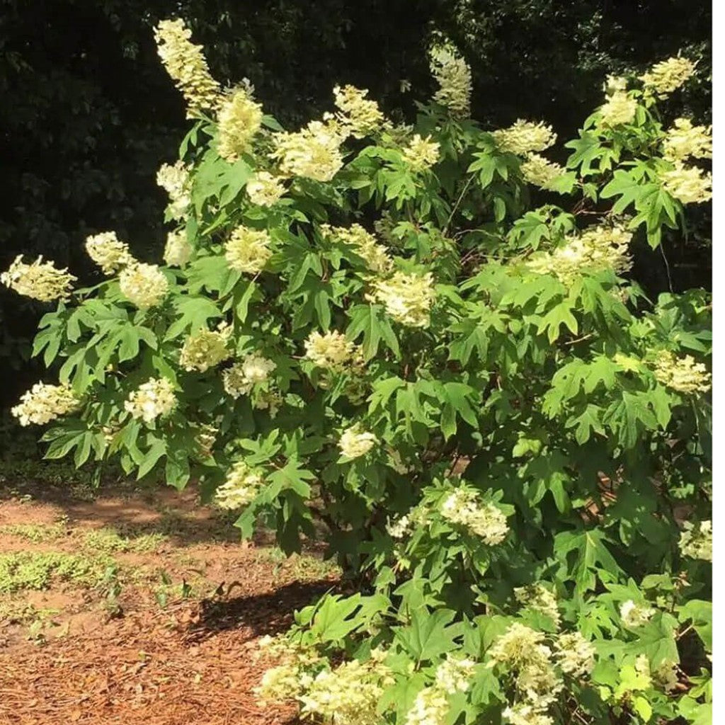 Semmes Beauty' Oakleaf Hydrangea