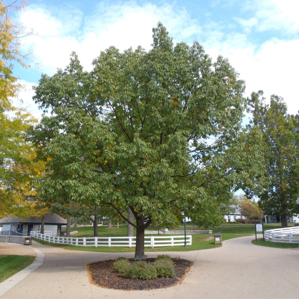 Shumard Oak Tree