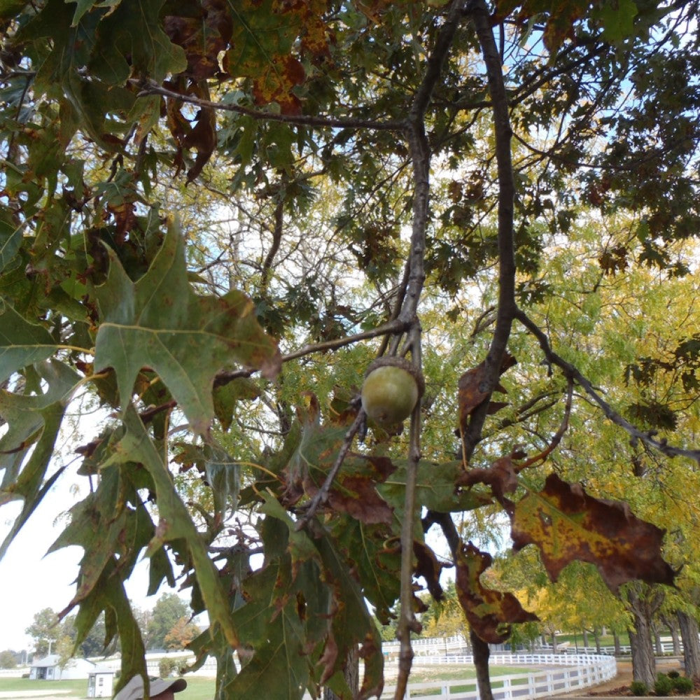 Shumard Oak Tree