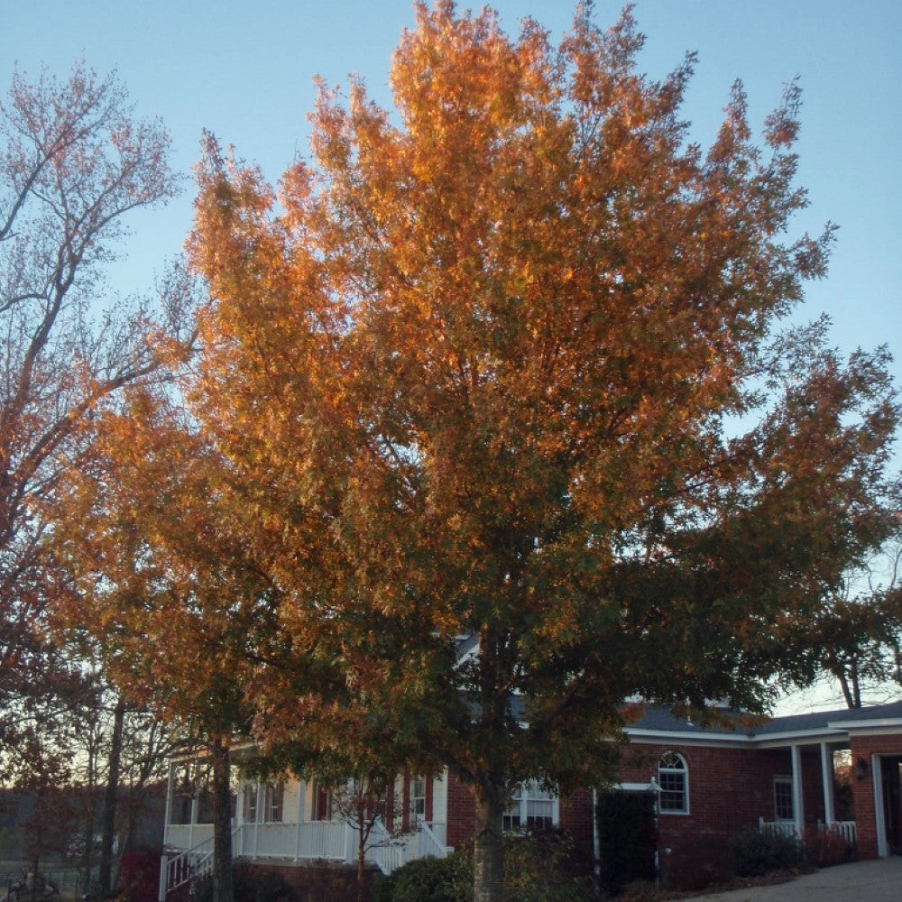 Shumard Oak Tree