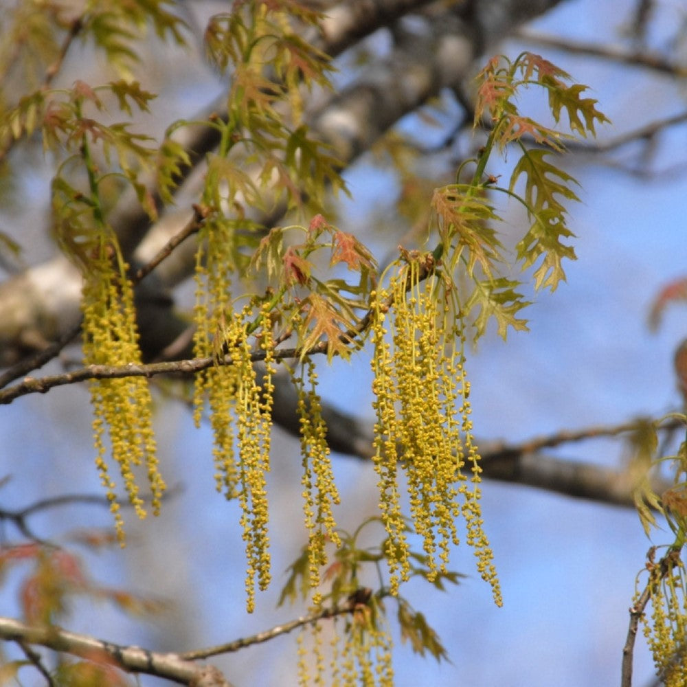 Shumard Oak Tree