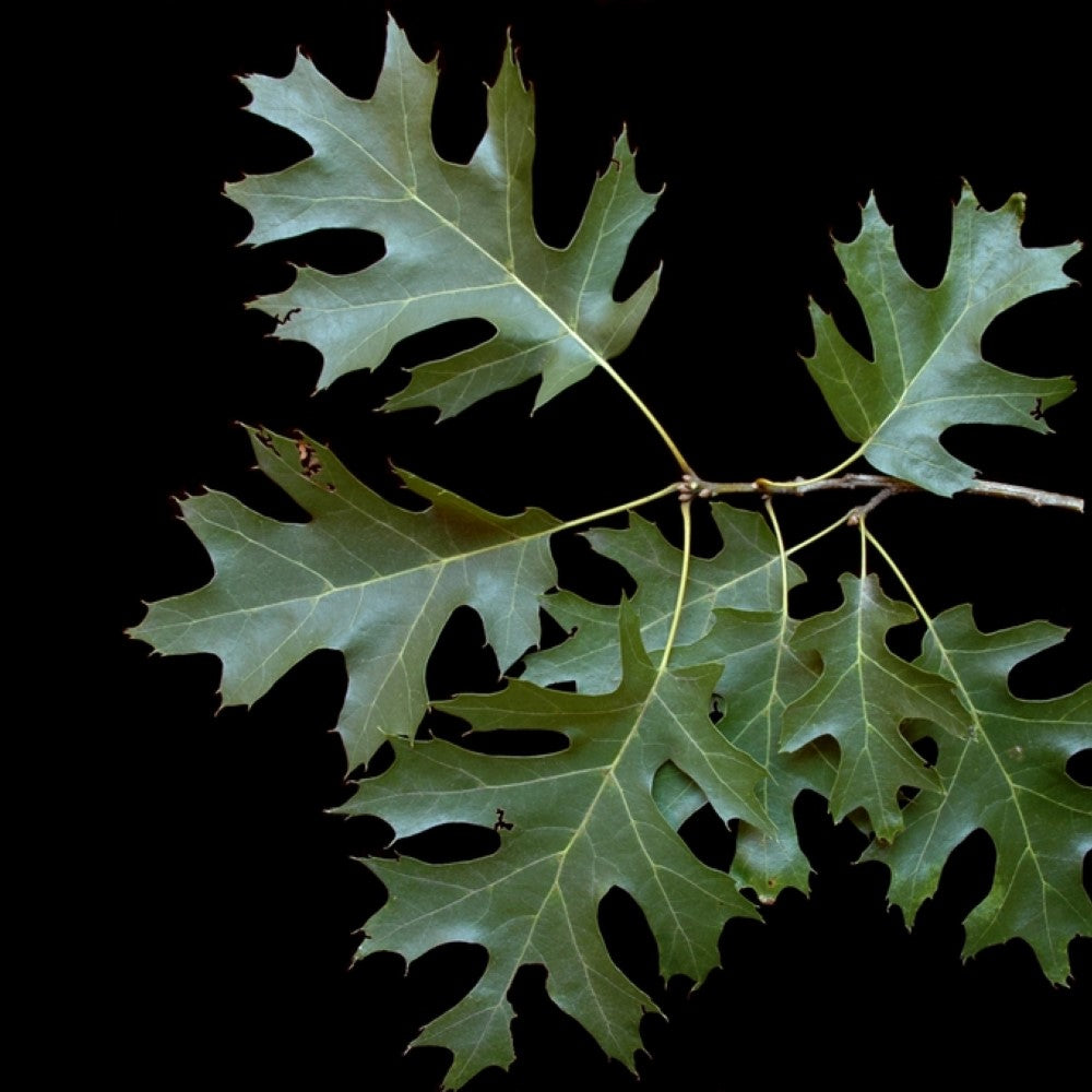 Shumard Oak Tree