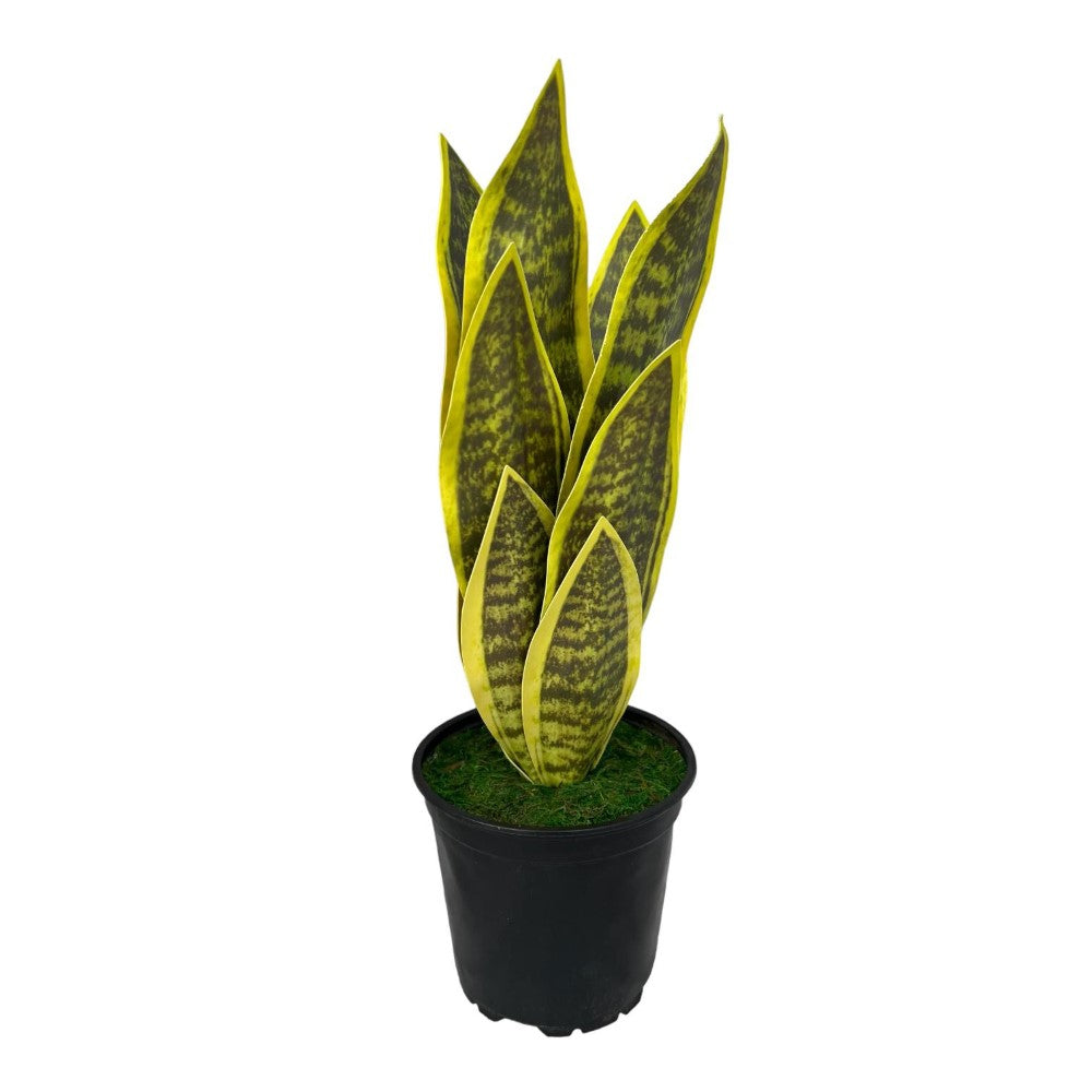 Beautiful Potted Snake Plant-Artificial