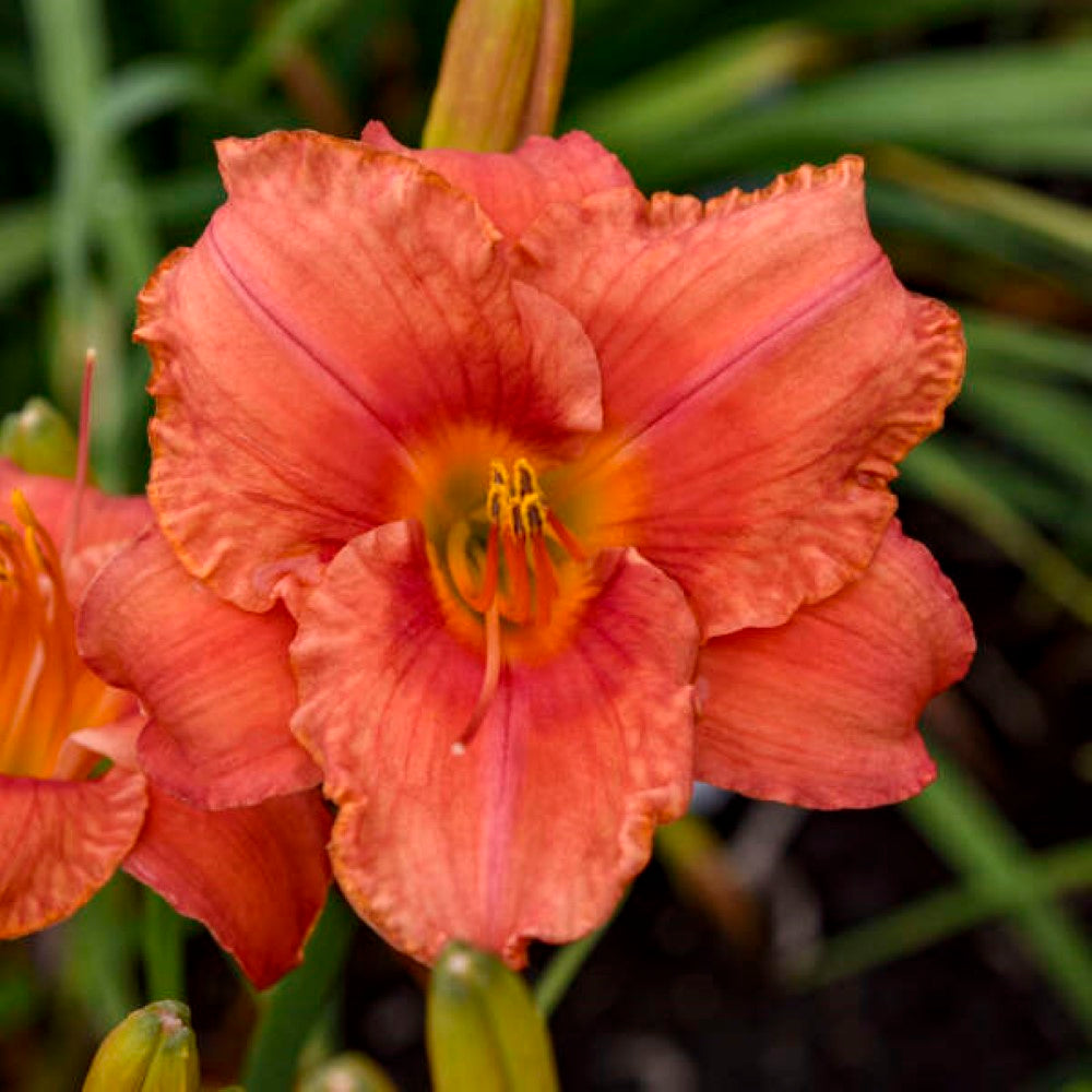 South Seas Daylily