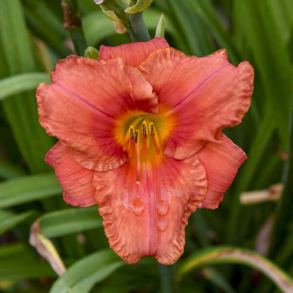 South Seas Daylily