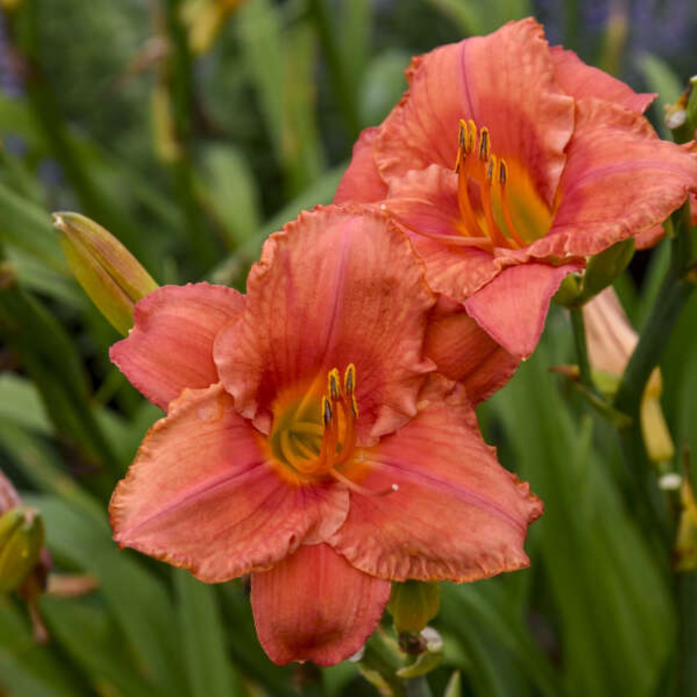 South Seas Daylily