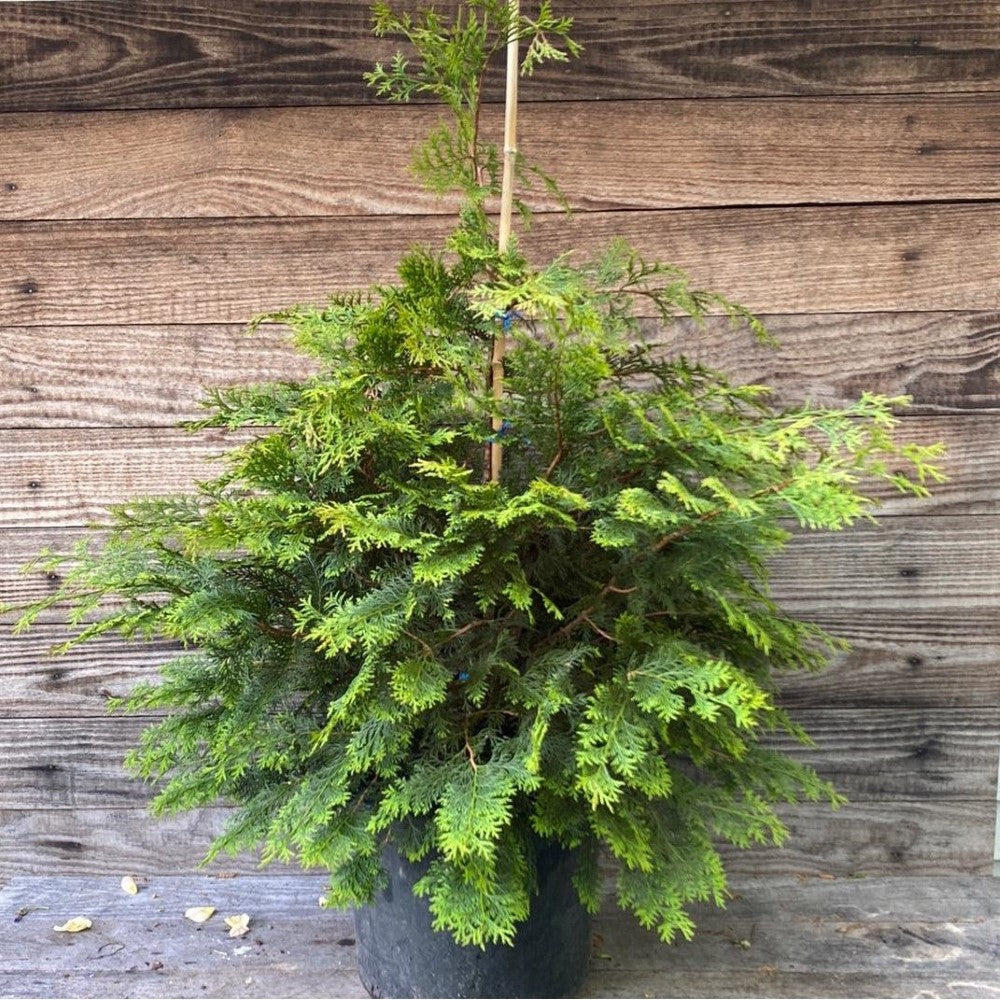 Southern Lace False Cypress