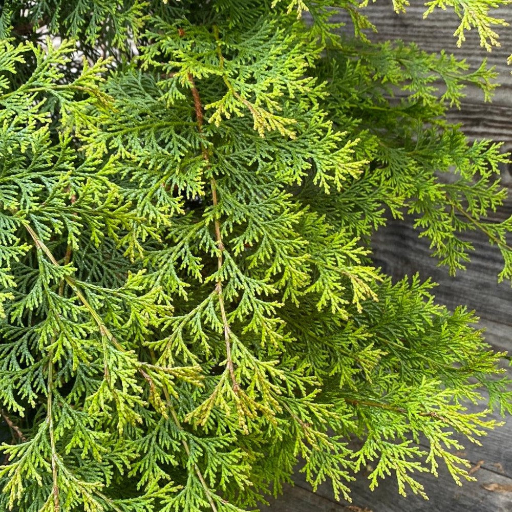 Southern Lace False Cypress