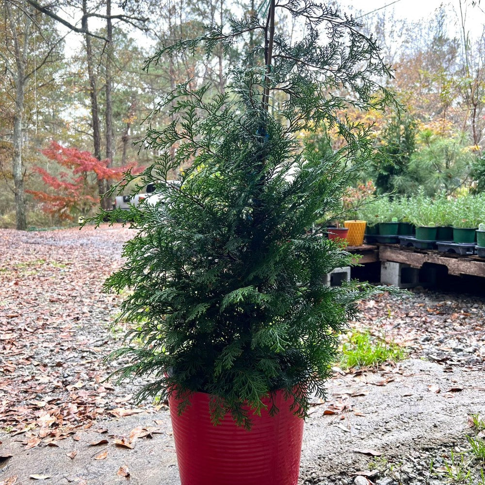 Southern Lace False Cypress