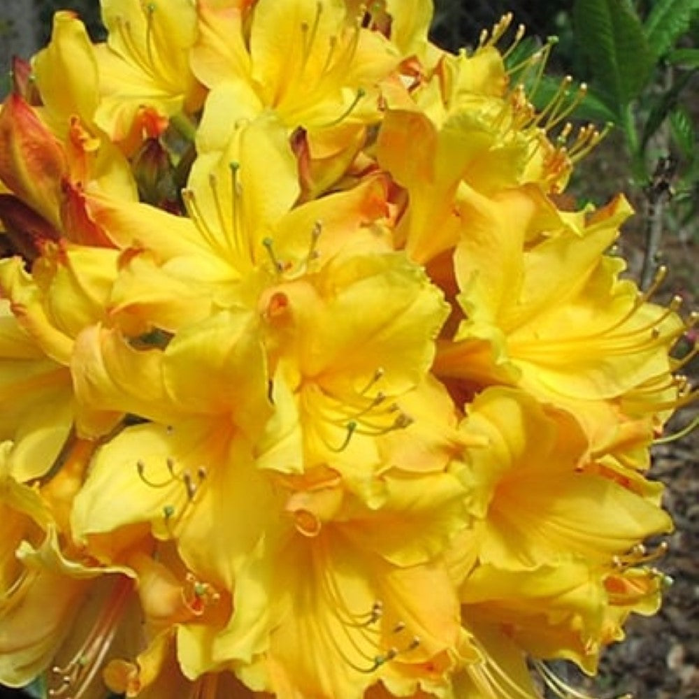 Spring Fanfare Aromi Azalea