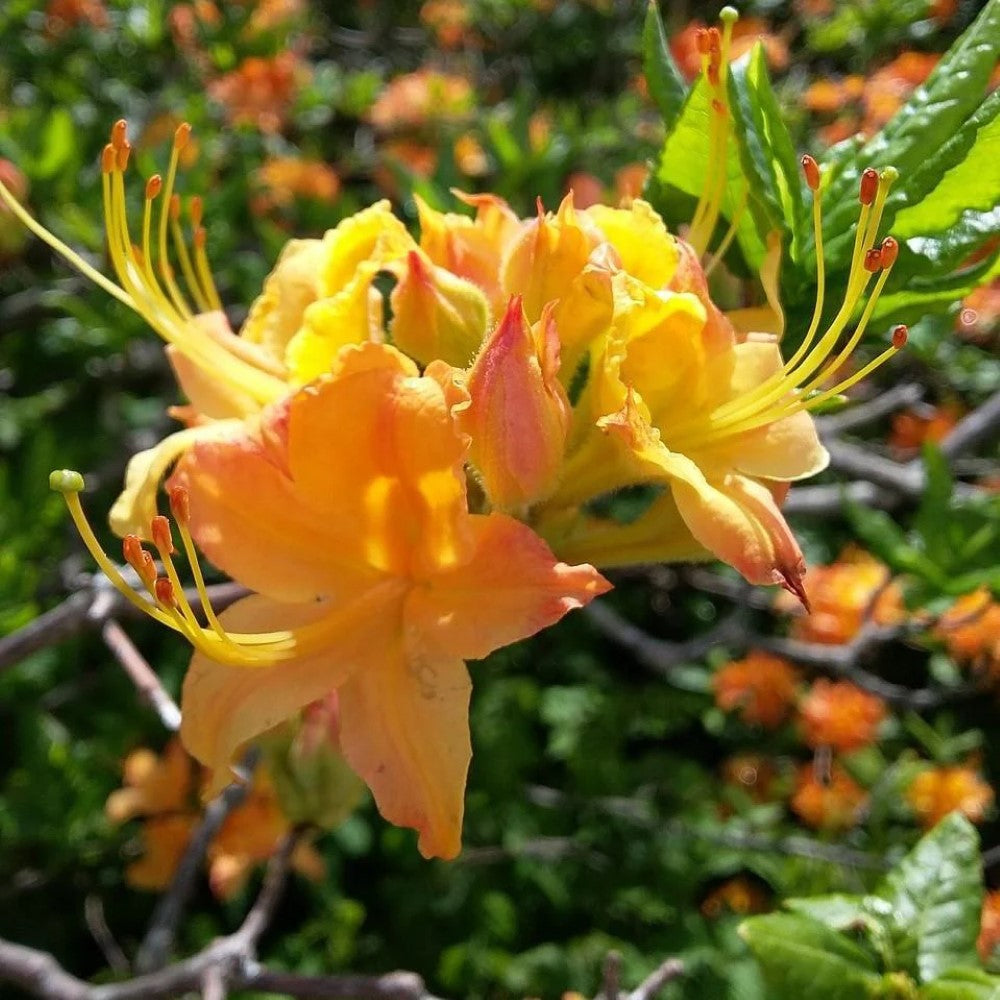 Spring Fanfare Aromi Azalea