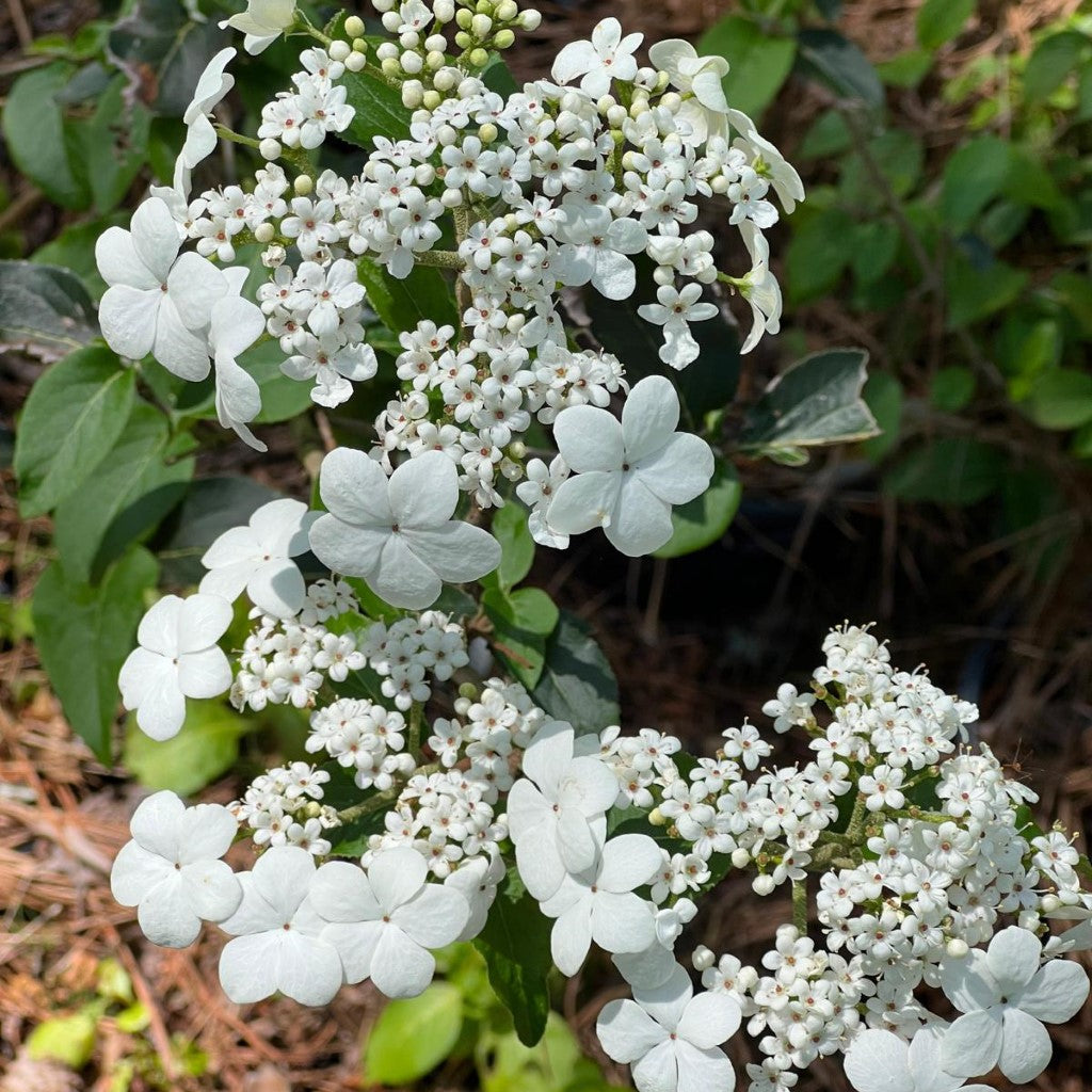 Spring Lace Viburnum Shrub