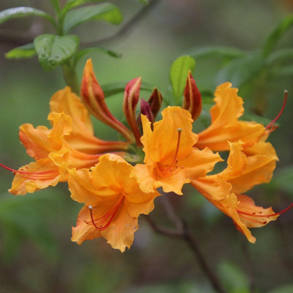 Stonewall Jackson Native Azalea