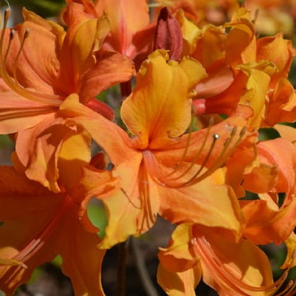 Stonewall Jackson Native Azalea