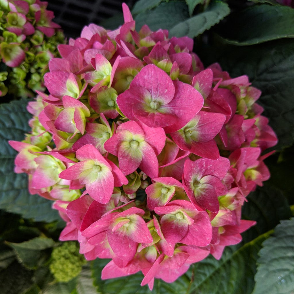 Endless Summer Summer Crush Hydrangea