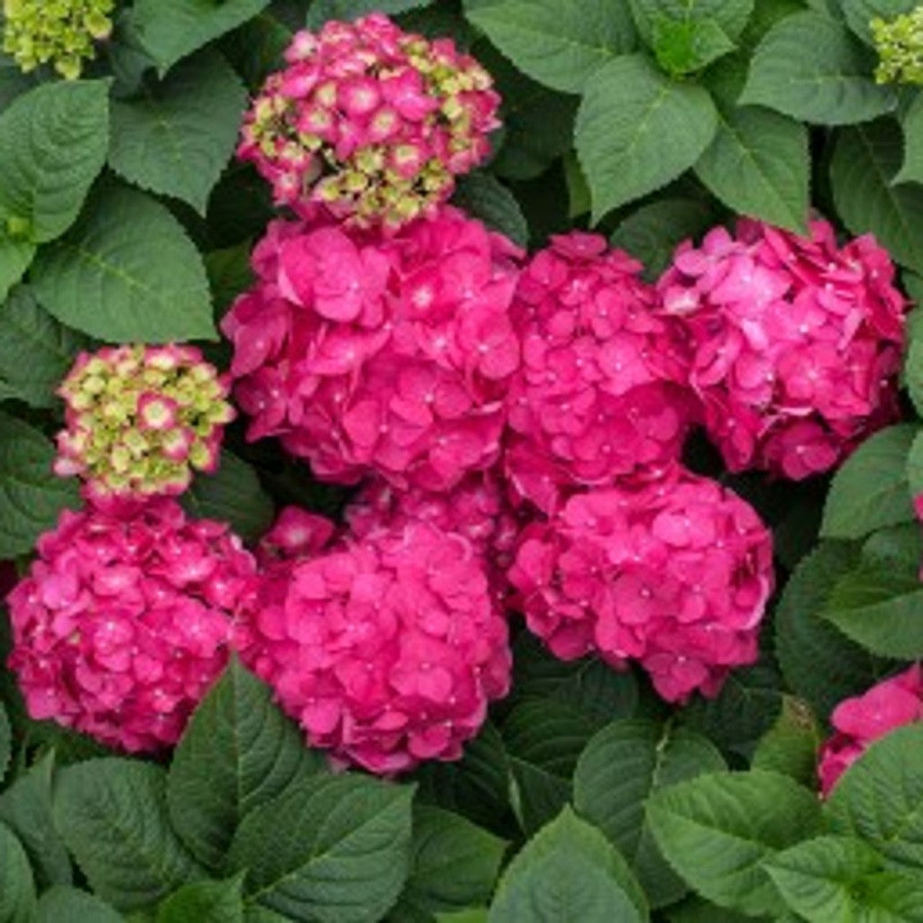 Endless Summer Summer Crush Hydrangea